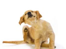 Comment tuer les puces de chien naturellement ?