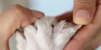 Comment tuer les puces de chien naturellement