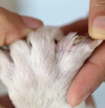 Comment tuer les puces de chien naturellement ? Comment tuer les puces de chien naturellement