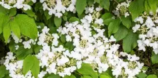Découvrez ces superbes arbustes à fleurs blanches pour une longue floraison éclatante