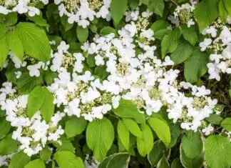 Découvrez ces superbes arbustes à fleurs blanches pour une longue floraison éclatante