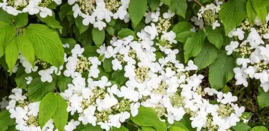 Découvrez ces superbes arbustes à fleurs blanches pour une longue floraison éclatante Découvrez ces superbes arbustes à fleurs blanches pour une longue floraison éclatante
