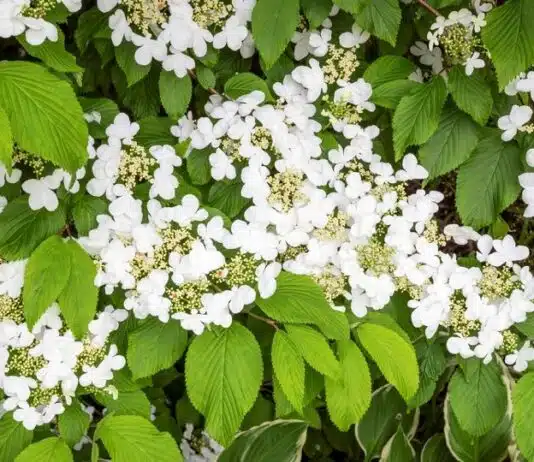 Découvrez ces superbes arbustes à fleurs blanches pour une longue floraison éclatante