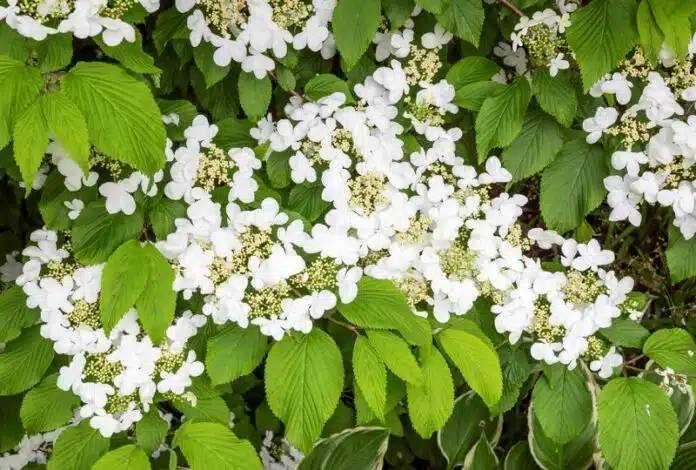 Découvrez ces superbes arbustes à fleurs blanches pour une longue floraison éclatante