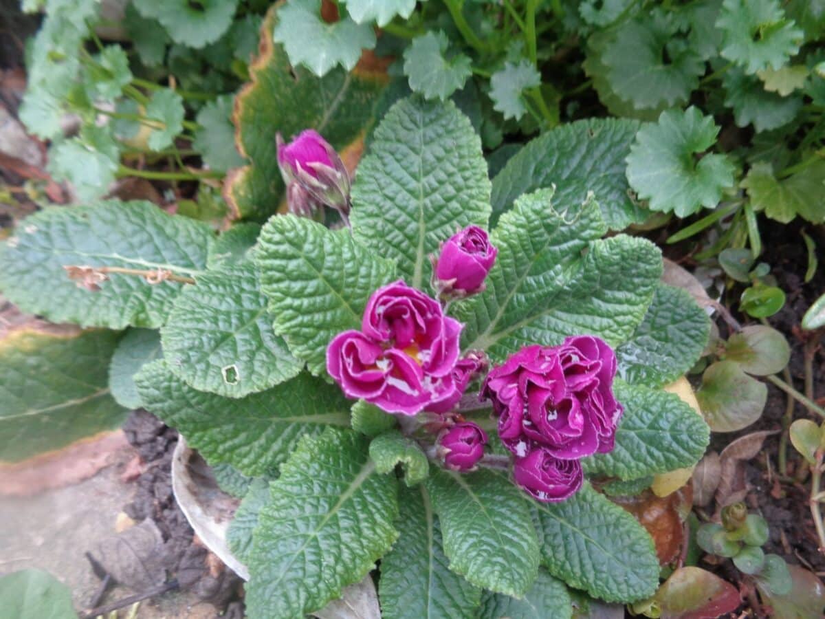 Découvrez ces superbes arbustes à fleurs blanches pour une longue floraison éclatante