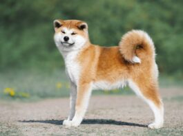 Pourquoi adopter un chien japonais