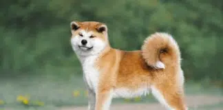 Pourquoi adopter un chien japonais