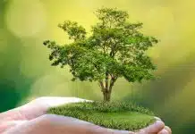 Quelles sont les formations disponibles dans une école d’environnement ?