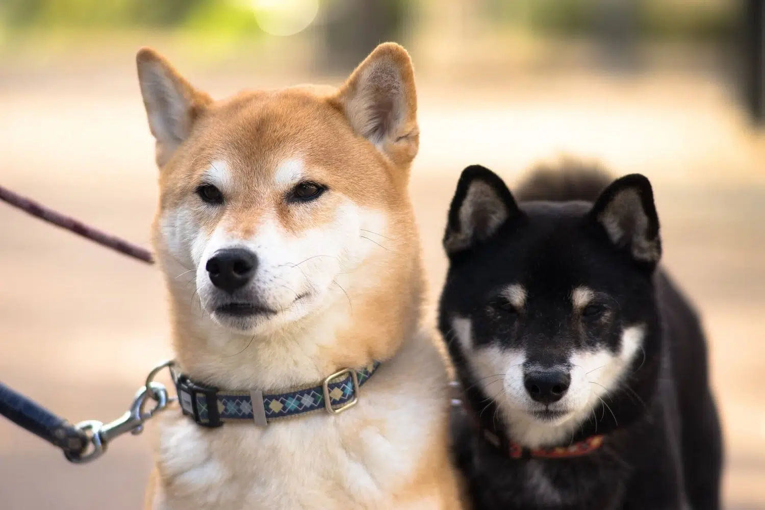 adopter un chien japonais