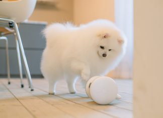 Quelques astuces pour mieux prendre soin de son animal de compagnie