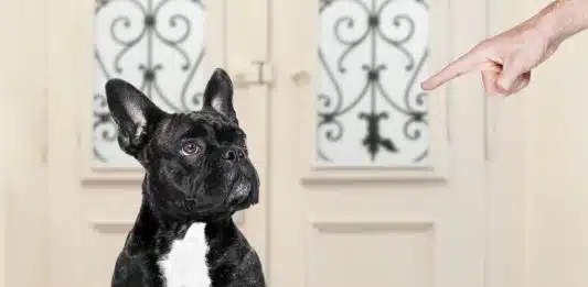 Pourquoi on doit obéir ?