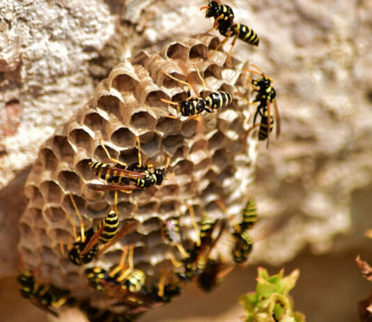 Guêpes et frelons en Guyane : comment réagir ? Guêpes et frelons en Guyane : comment réagir ?