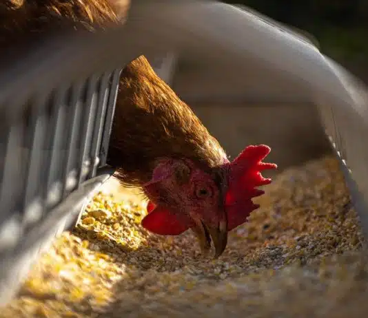 L’art de préserver la qualité des aliments pour votre élevage L'art de préserver la qualité des aliments pour votre élevage