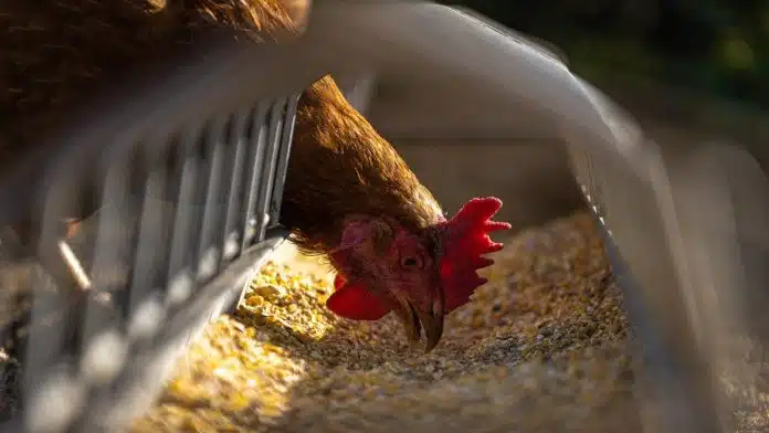 L'art de préserver la qualité des aliments pour votre élevage