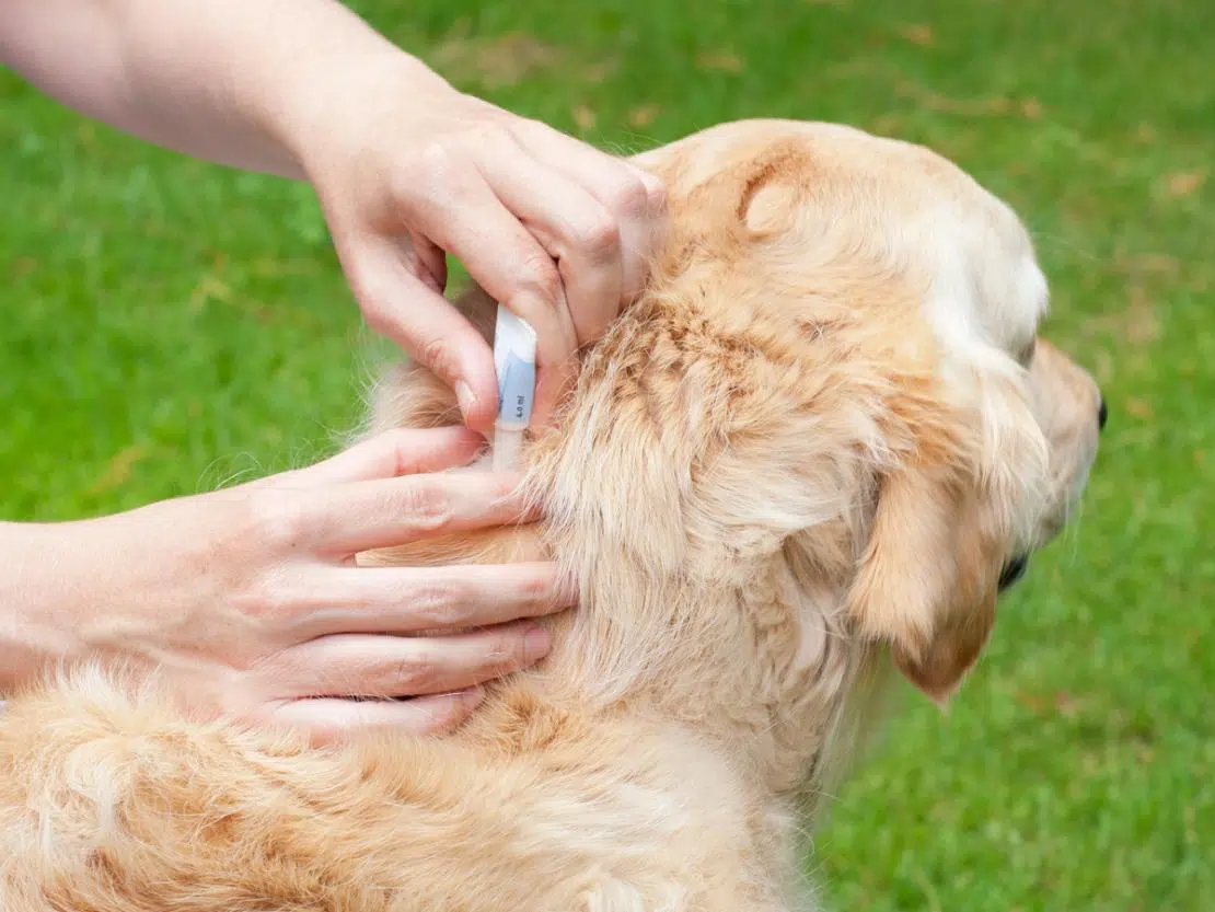 tuer les puces de chien naturellement